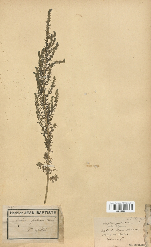 Sueda fruticosa (Chenopodiaceae)