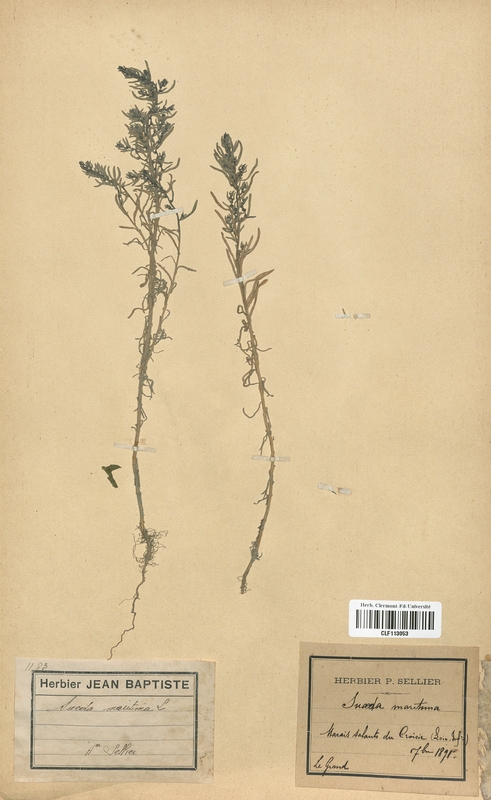 Sueda maritima (Chenopodiaceae)