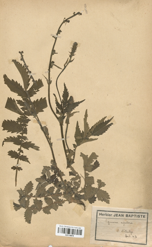 Agrimonia eupatoria (Rosaceae)