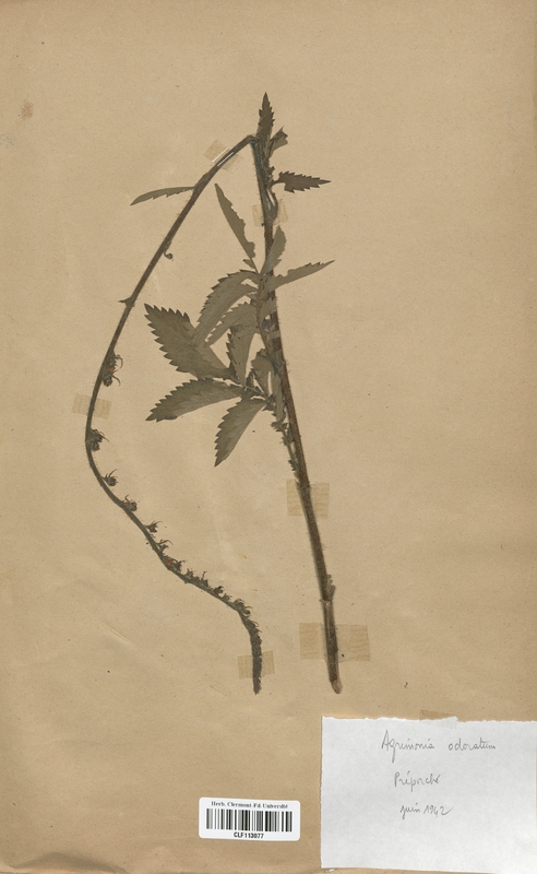 Agrimonia odorata (Rosaceae)