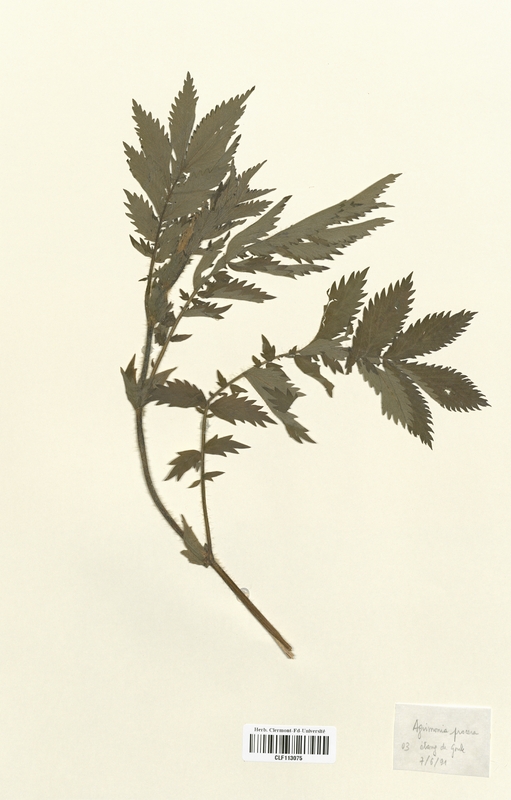 Agrimonia procera (Rosaceae)