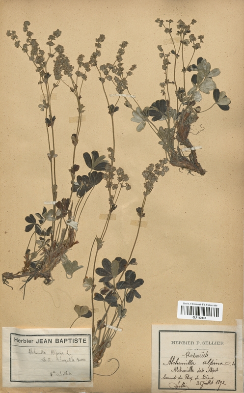 Alchemilla alpina glomerata (Rosaceae)