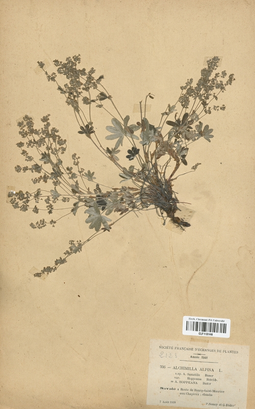 Alchemilla alpina saxatile (Rosaceae)