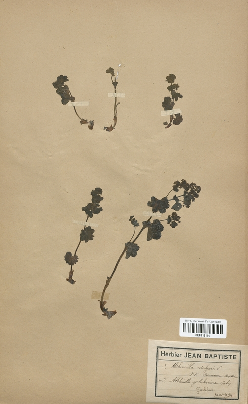 Alchemilla vulgaris coriacea (Rosaceae)