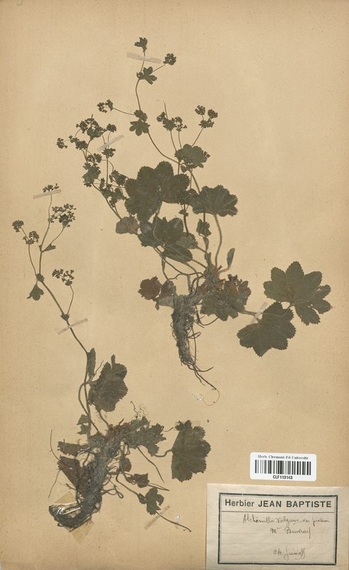 Alchemilla vulgaris pratensis (Rosaceae)