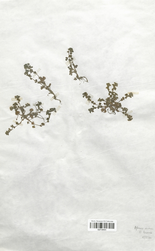 Aphanes arvensis (Rosaceae)