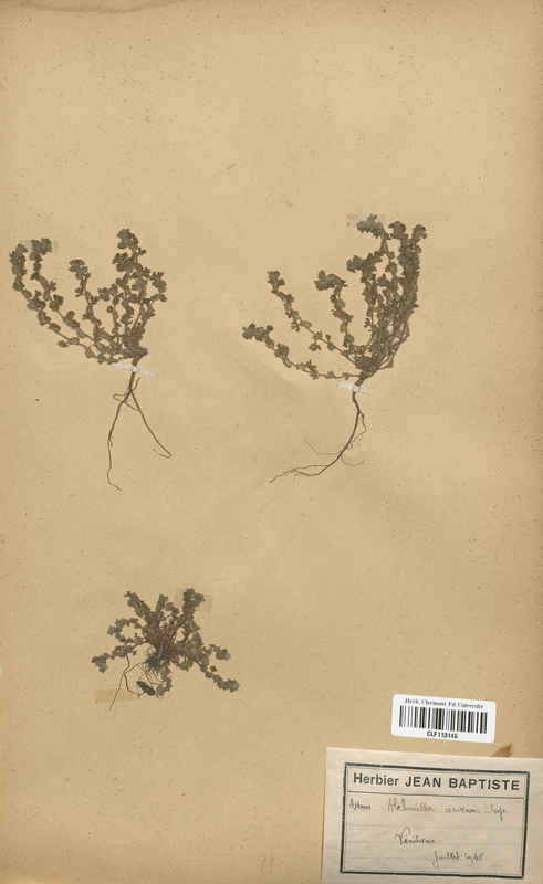 Aphanes arvensis (Rosaceae)