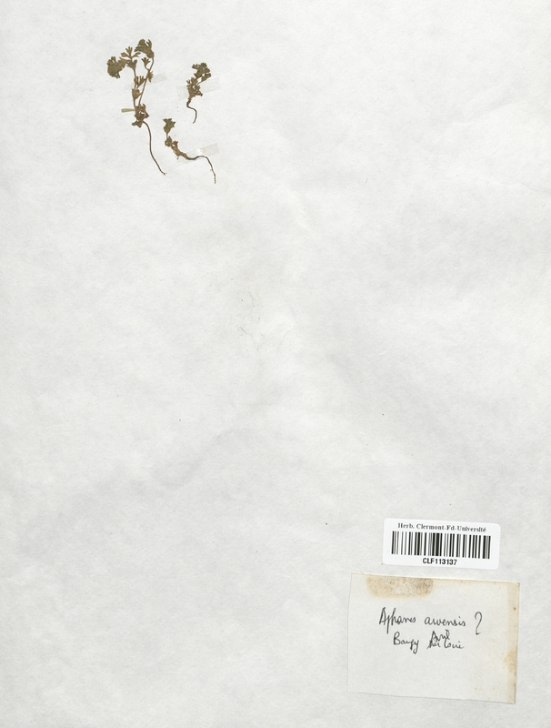 Aphanes arvensis (Rosaceae)