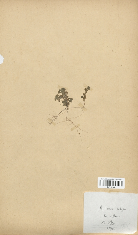 Aphanes vulgaris (Rosaceae)
