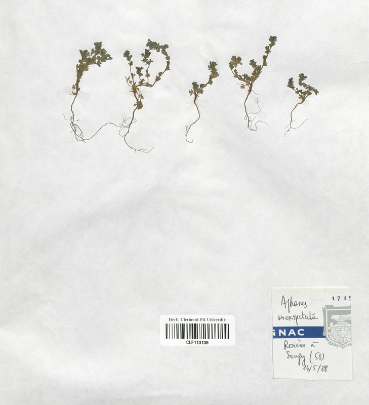 Aphanes inexspectata (Rosaceae)