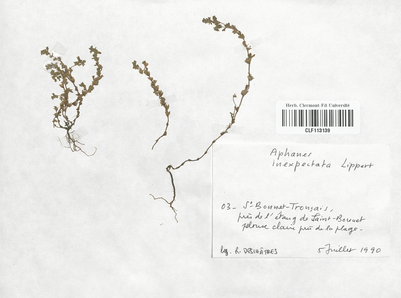 Aphanes inexspectata (Rosaceae)