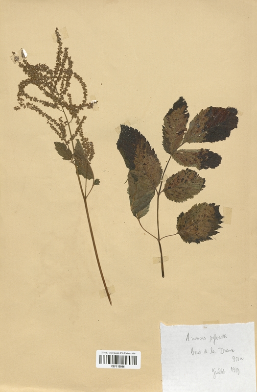 Aruncus silvester (Rosaceae)