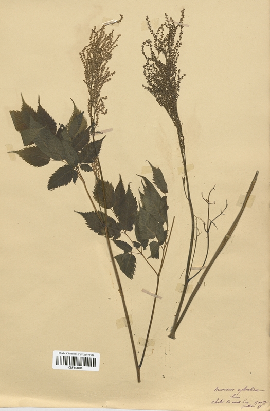 Aruncus silvester (Rosaceae)