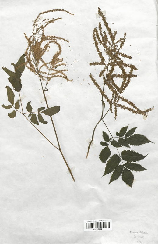 Aruncus silvester (Rosaceae)