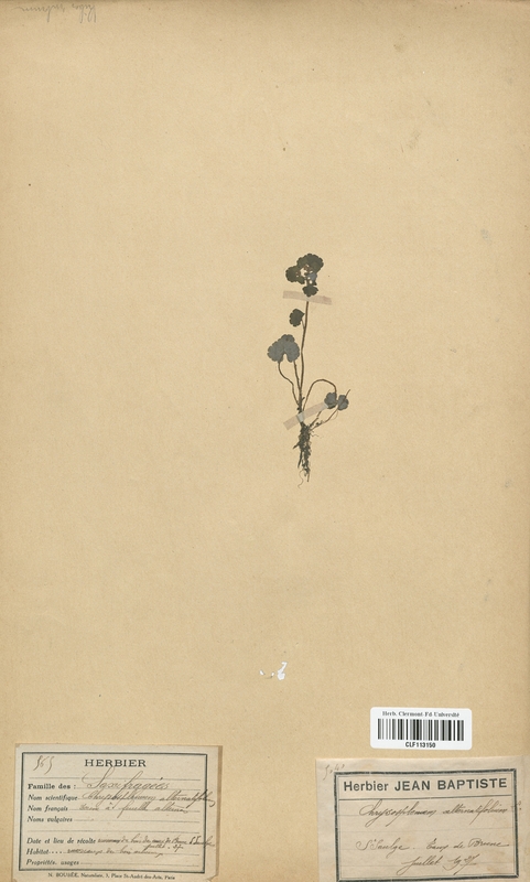 Chrysosplenium alterniflorum (Saxifragaceae)