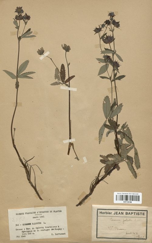 Comarum palustre (Rosaceae)