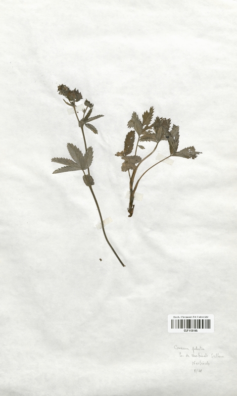 Comarum palustre (Rosaceae)