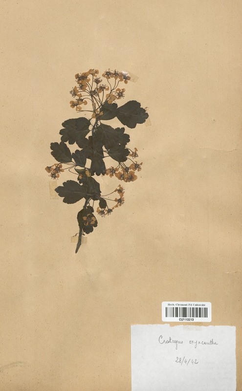 Crataegus oxyacantha (Malaceae)