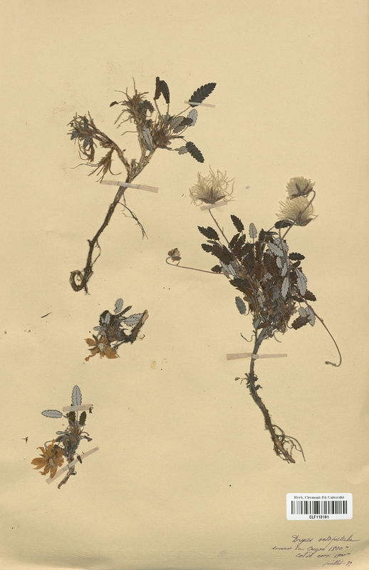 Dryas octopetala (Rosaceae)