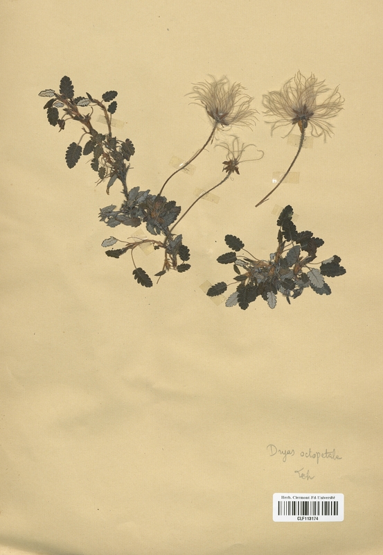 Dryas octopetala (Rosaceae)