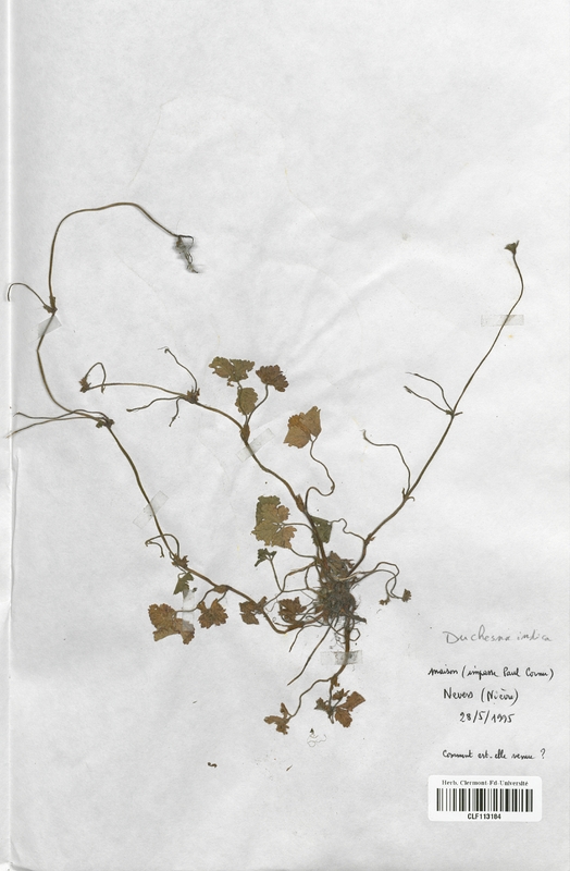 Duchesnea indica (Rosaceae)