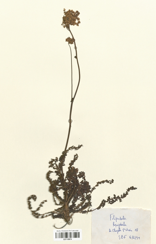 Filipendula hexapetala (Rosaceae)