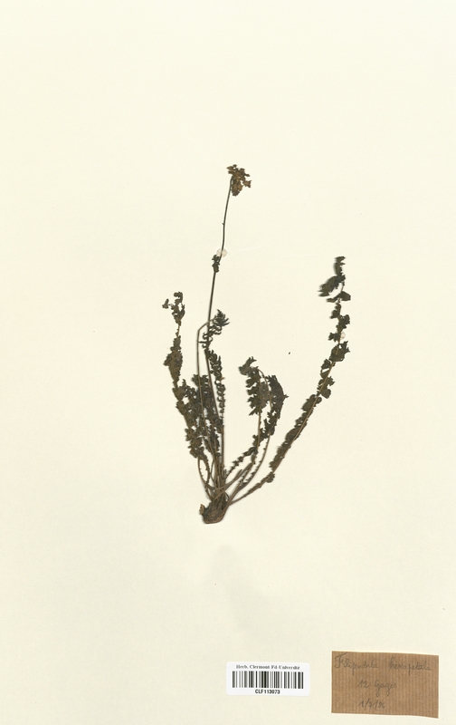 Filipendula hexapetala (Rosaceae)