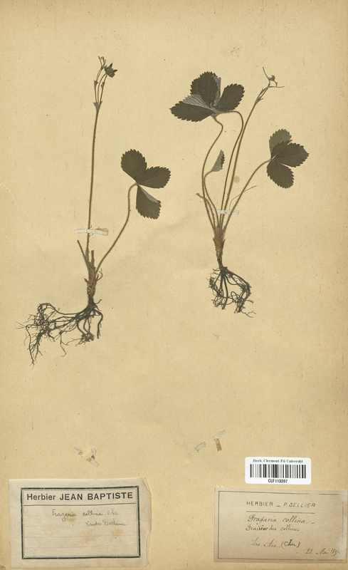 Fragaria collina (Rosaceae)