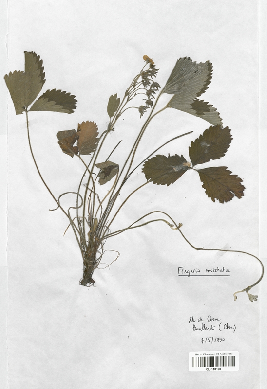 Fragaria moschata (Rosaceae)