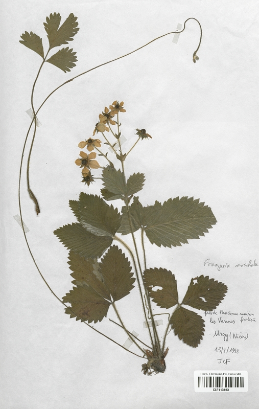 Fragaria moschata (Rosaceae)