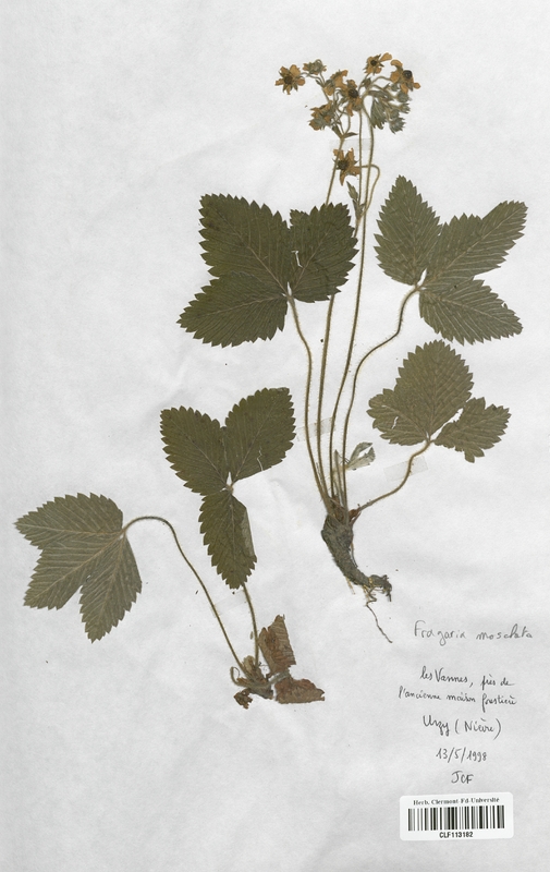 Fragaria moschata (Rosaceae)
