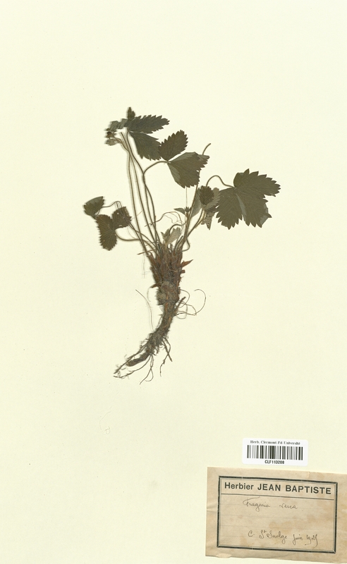 Fragaria vesca (Rosaceae)