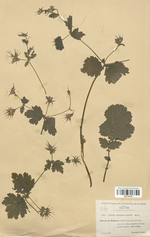 Geum heterocarpum (Rosaceae)