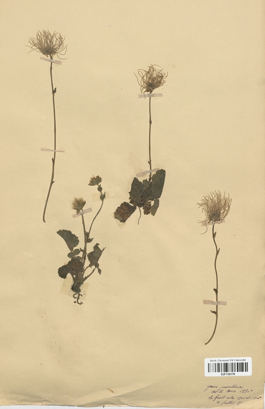 Geum montanum (Rosaceae)