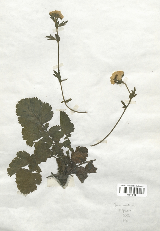 Geum montanum (Rosaceae)