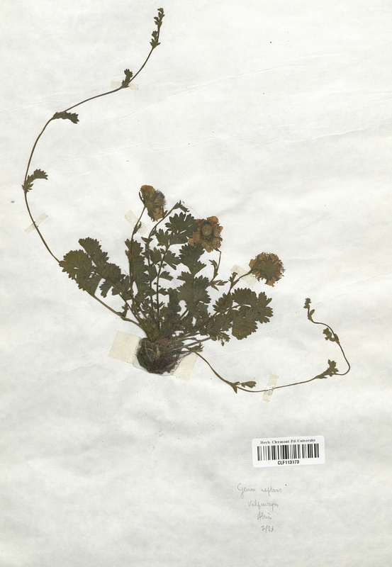 Geum reptans (Rosaceae)
