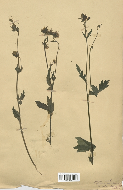 Geum rivale (Rosaceae)
