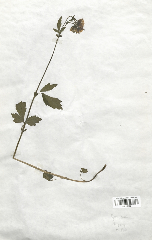 Geum rivale (Rosaceae)