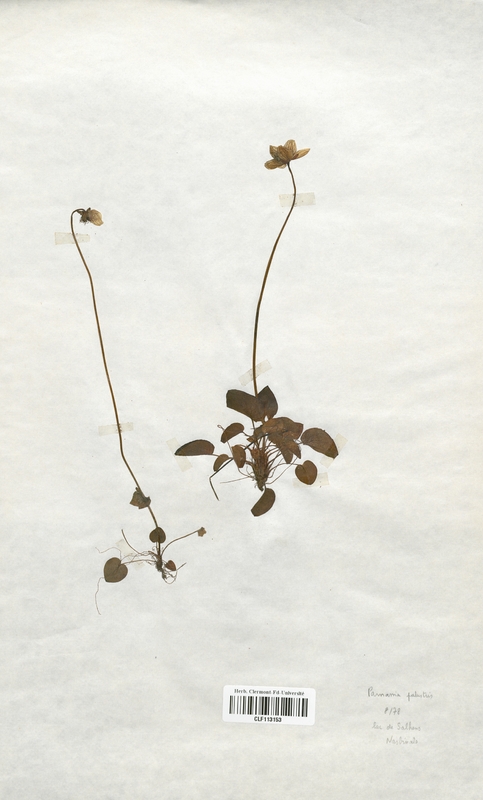 Parnassia palustris (Saxifragaceae)