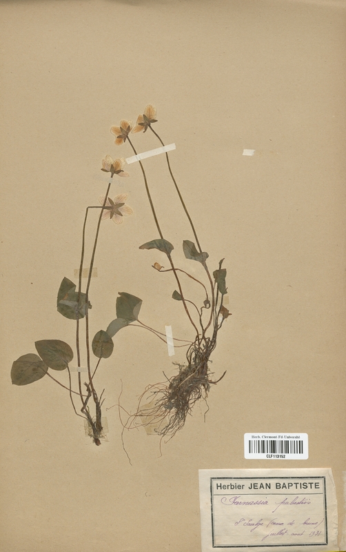 Parnassia palustris (Saxifragaceae)