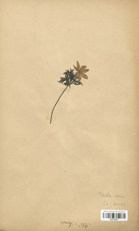 Potentilla alpina (Rosaceae)