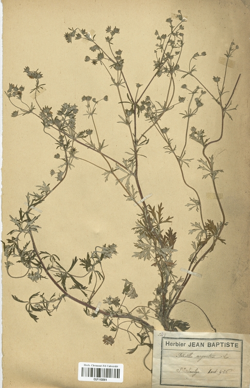 Potentilla argentea (Rosaceae)