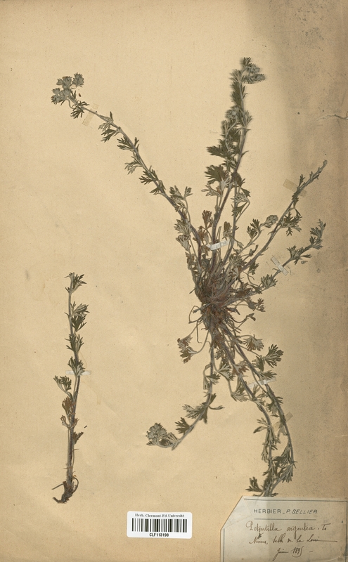 Potentilla argentea (Rosaceae)