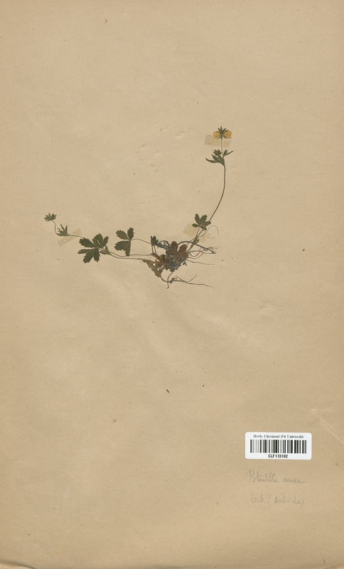 Potentilla aurea (Rosaceae)