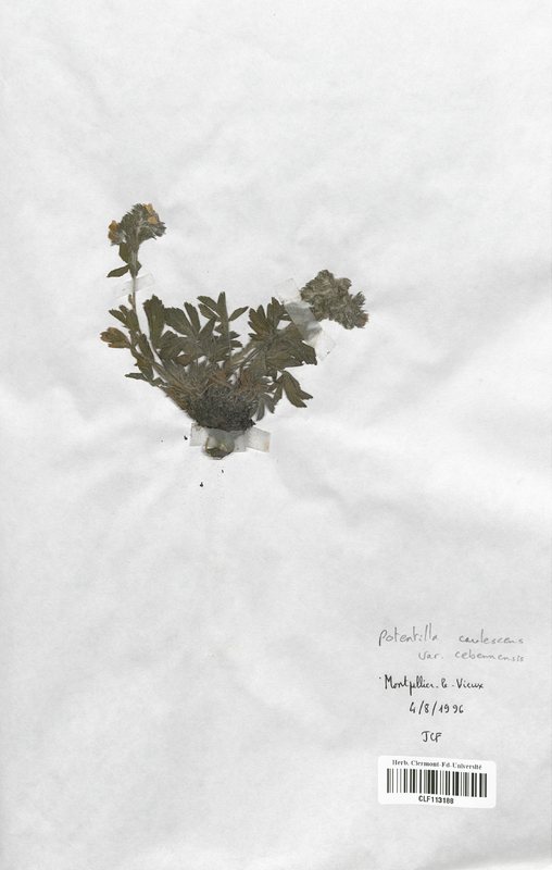 Potentilla caulescens cebennensis (Rosaceae)