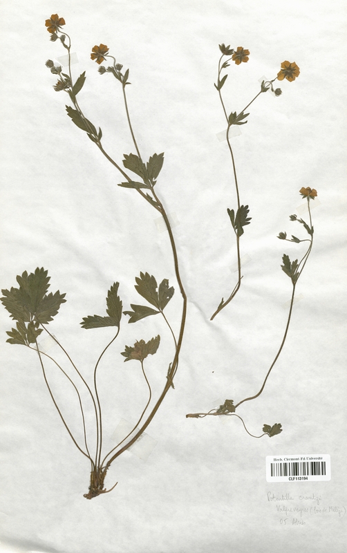 Potentilla crantzi (Rosaceae)