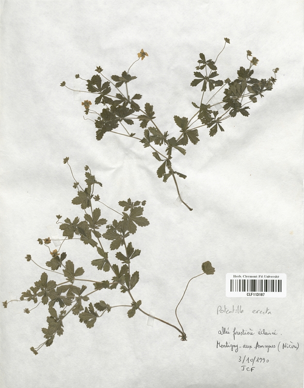 Potentilla erecta (Rosaceae)