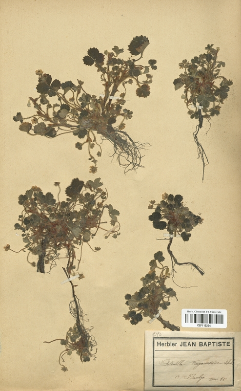 Potentilla fragariastrum (Rosaceae)