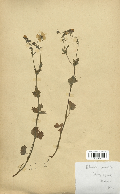 Potentilla grandiflora (Rosaceae)