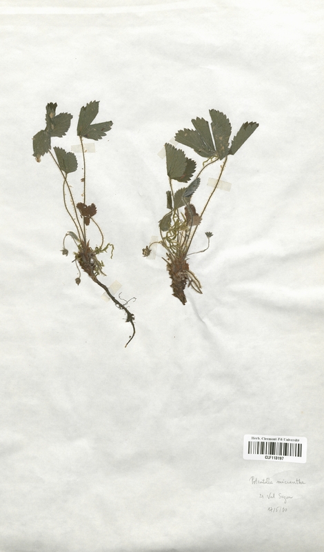 Potentilla micrantha (Rosaceae)
